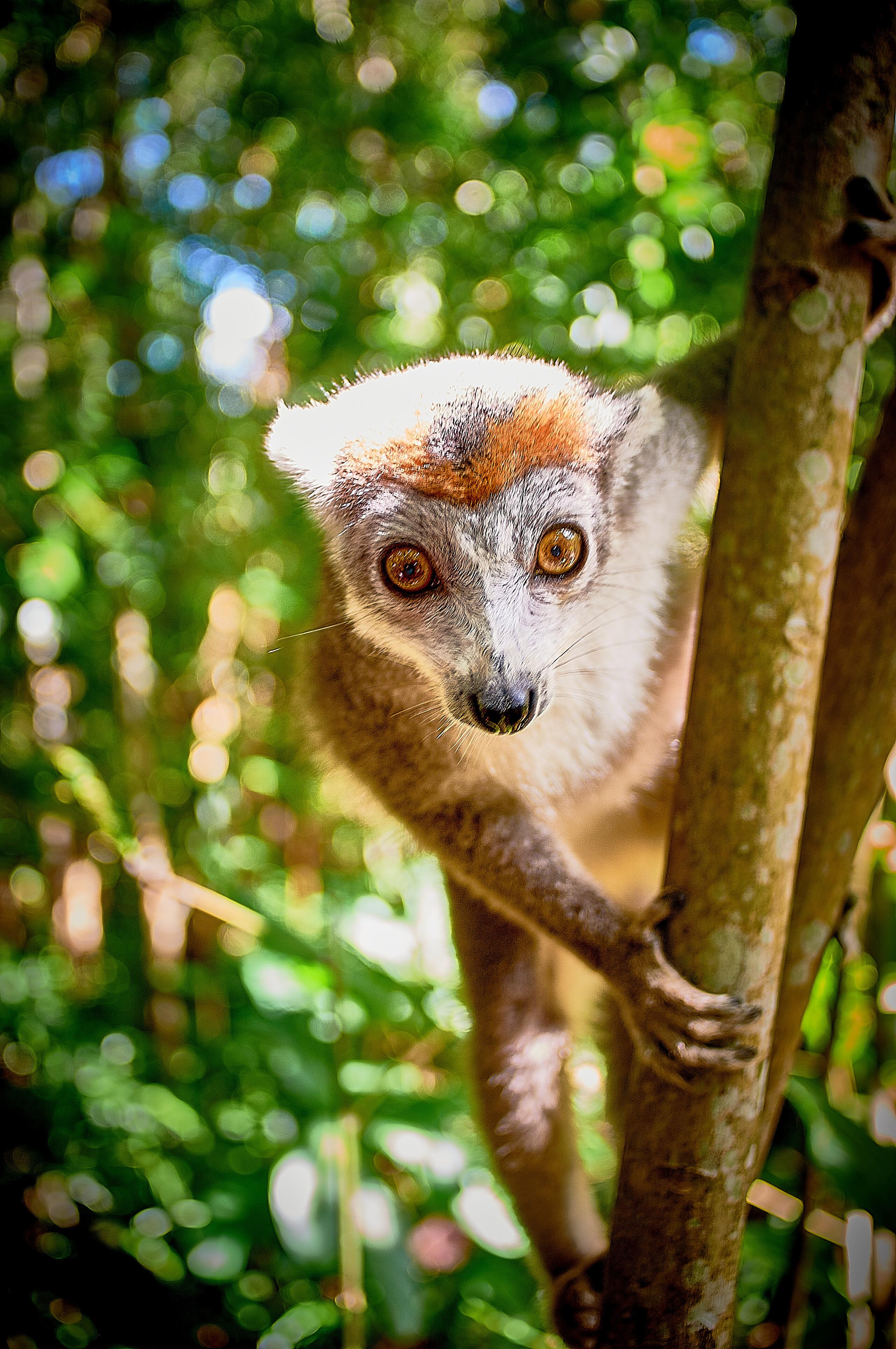 Eulemur fulvus