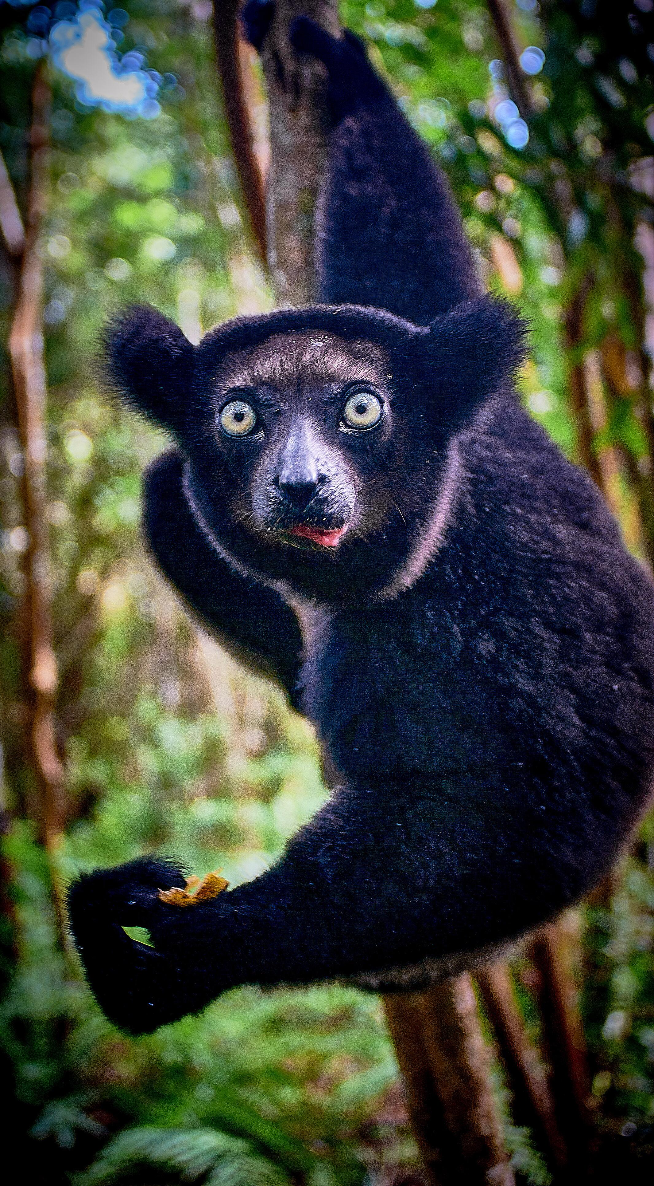Indri indri